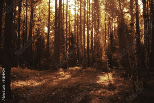 autumn in the coniferous forest landscape, abstract view of the autumn yellow forest, beautiful nature