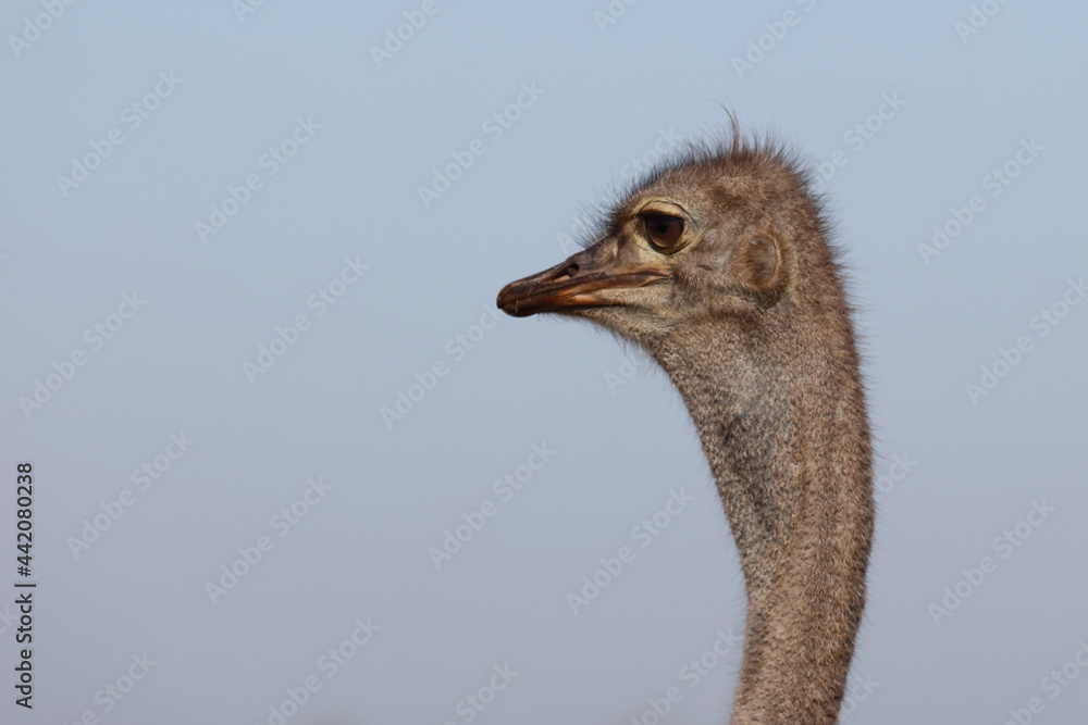 Fototapeta premium Strauß / Ostrich / Struthio camelus