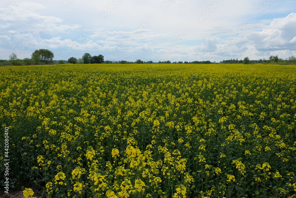 Blooming rapeseed field under the blue sky. Farmland on a sunny day. Plant for biofuel production.