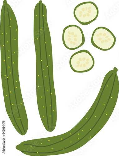 野菜きゅうりと輪切りのイラスト