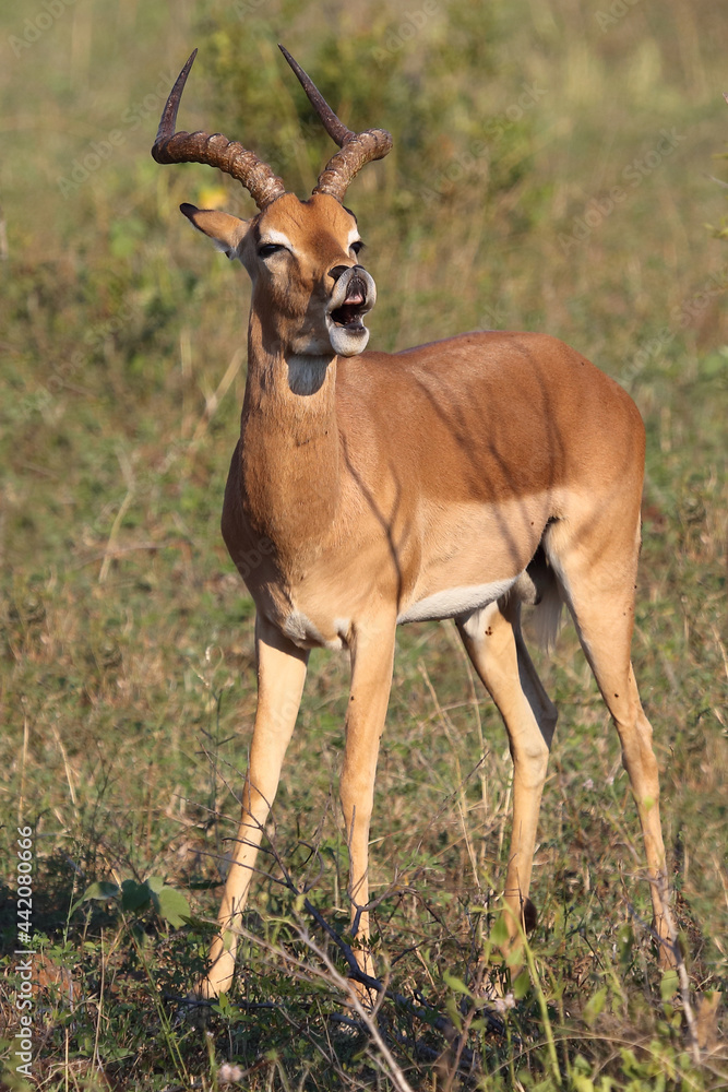 Schwarzfersenantilope / Impala / Aepyceros melampus Schwarzfersenantilope / Impala / Aepyceros melampus
