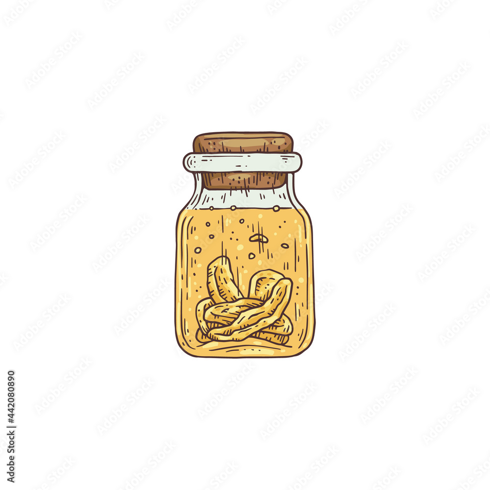 Bottle with tincture of ginseng root, engraving vector illustration isolated. Bottle with tincture of ginseng root, engraving vector illustration isolated.