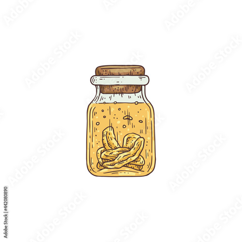 Bottle with tincture of ginseng root, engraving vector illustration isolated.