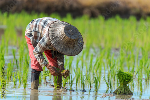 Farmer woman planting new crops in rice fields