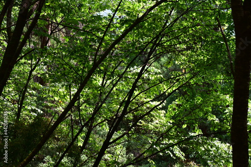 新緑と木漏れ日 © yujismilebituke