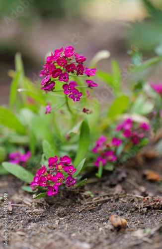 close up sweet alyssum