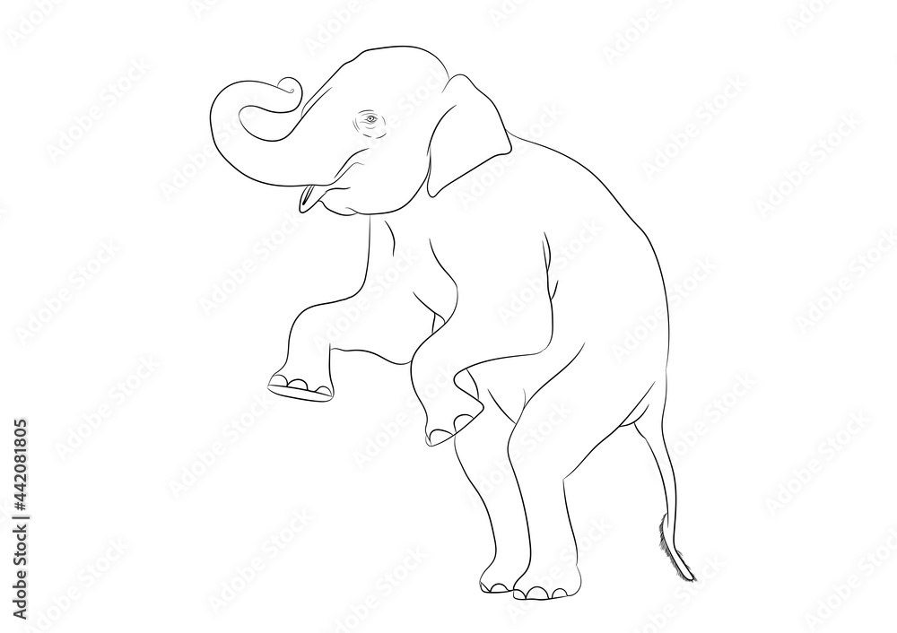 white image outline elephant Asia standing, graphics design vector outline Illustration isolated on white background
