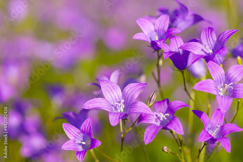 Campanula or bellflowers with blooming meadow background. Copy space in the corner, botanical background.