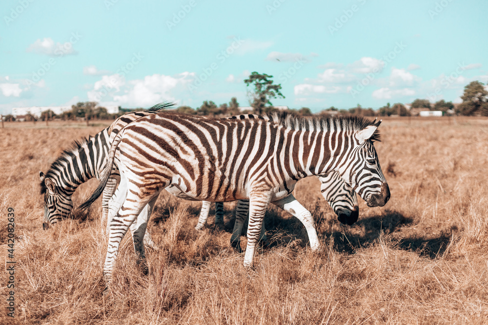 Fototapeta premium Beautiful zebras walking through the National park while eating. Wild horse in the reserve