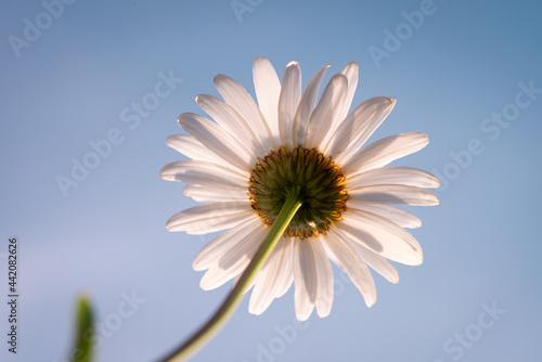 Shot of a chamomile on blue sky background. Daisy flower on sunny meadow  close up  copy space.