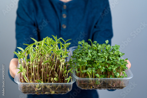 Hold the microgreen in hands. Mash and arugula sprouts in a plastic tray. Sprouted sprouts. Urban gardening. Organic vegan food. Useful vitamins. Growing at home. Leaves. Grow microgreen in bowl
