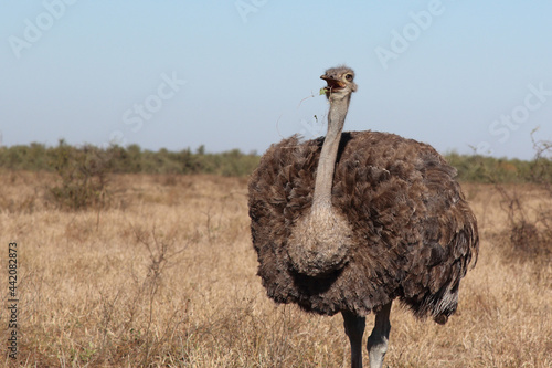 Strauß / Ostrich / Struthio camelus photo