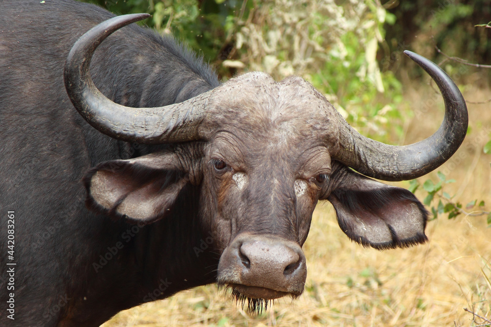 Kaffernbüffel / African buffalo / Syncerus caffer Kaffernbüffel / African buffalo / Syncerus caffer
