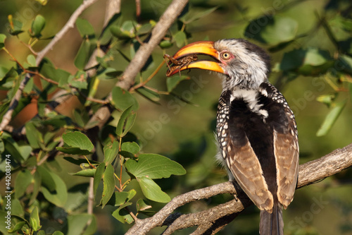 Südlicher Gelbschnabeltoko / Southern yellow-billed hornbill / Tockus leucomelas photo