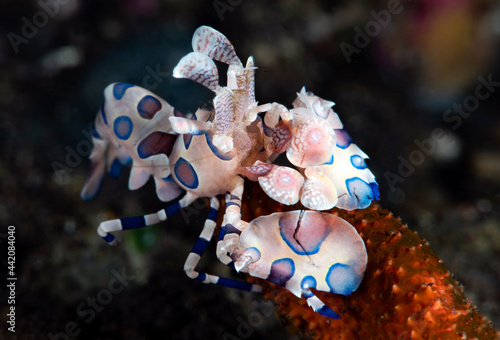 Harlequin Shrimp - Hymenocera picta is feeding on a starfish. Underwater macro world of Tulamben, Bali, Indonesia.