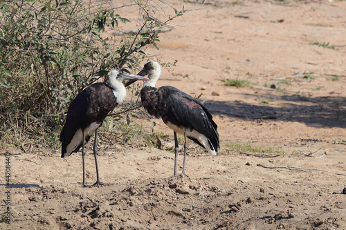 Wollhalsstorch / Woolly-necked stork / Ciconia episcopus photo