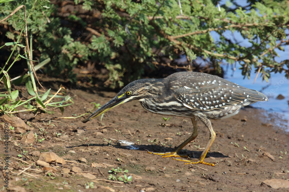 Mangrovenreiher / Green-backed heron / Butorides striatus.. Mangrovenreiher / Green-backed heron / Butorides striatus..
