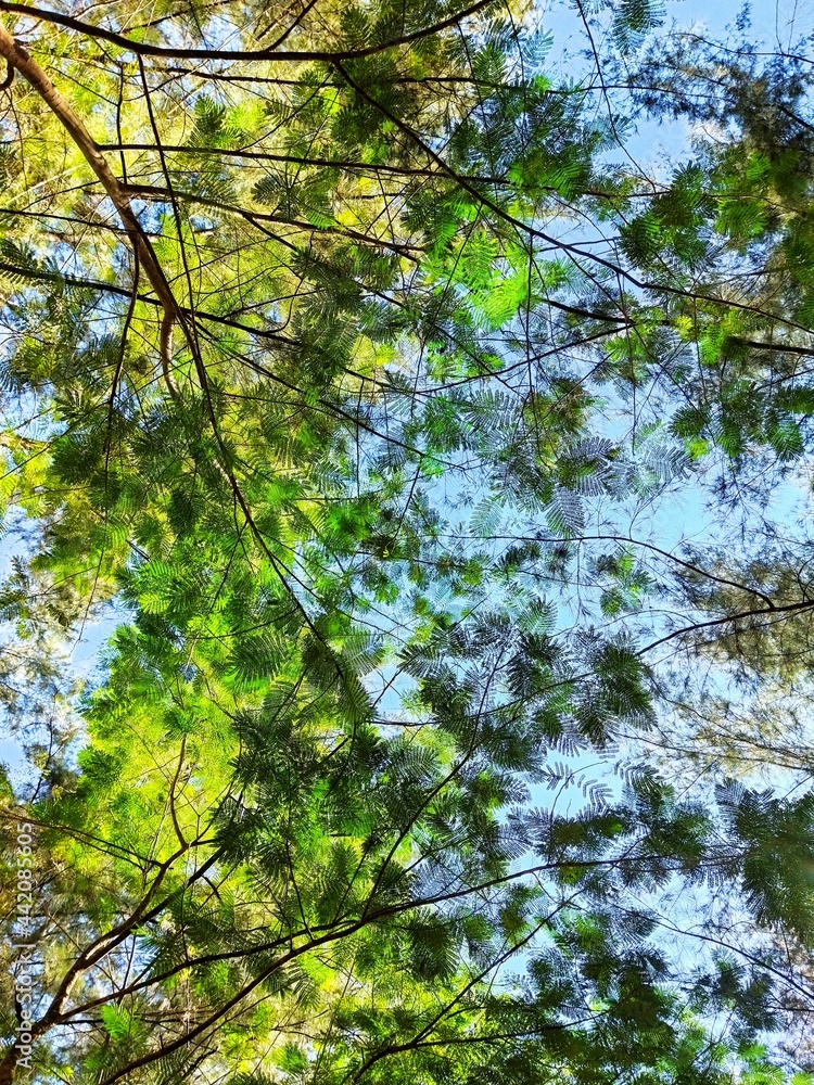 Fototapeta premium leaves against the sky