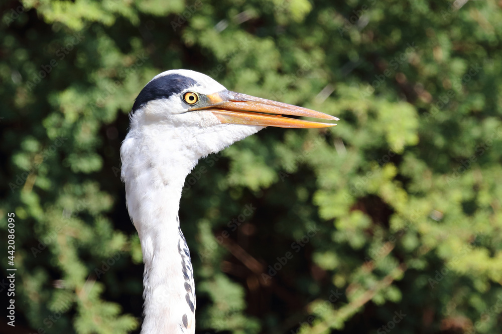 Afrikanischer Graureiher / Grey heron / Ardea cinerea Afrikanischer Graureiher / Grey heron / Ardea cinerea