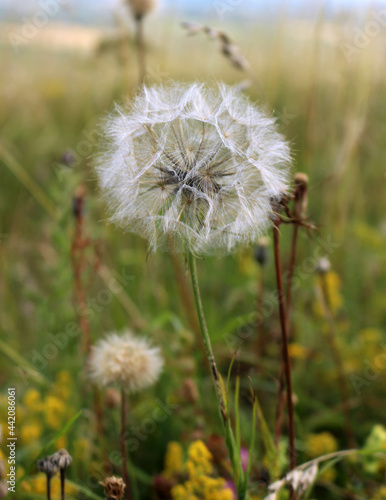 dandelion on the meadow