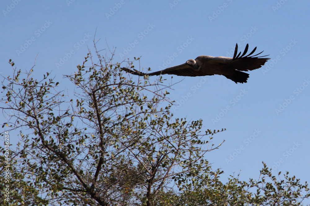 Weißrückengeier / White-backed vulture / Gyps africanus.