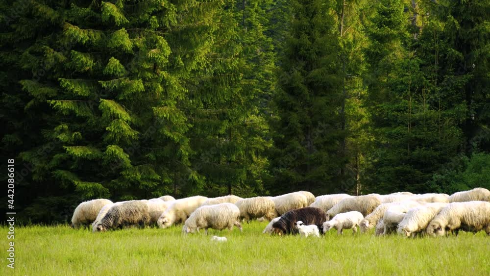 Sheep on a farmland in the mountains. Rural scene, meadow on the hill in the background high mountains, Poland, Europe. Happy sheep reared for wool and milk, guarded by shepherd dogs Sheep on a farmland in the mountains. Rural scene, meadow on the hill in the background high mountains, Poland, Europe. Happy sheep reared for wool and milk, guarded by shepherd dogs