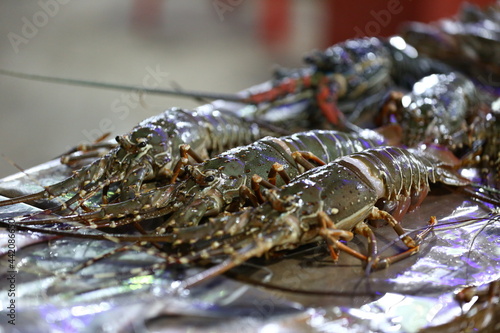 lobster sea fish on metal plate, ready to cook.
