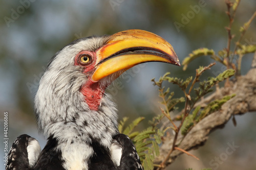 Südlicher Gelbschnabeltoko / Southern yellow-billed hornbill / Tockus leucomelas