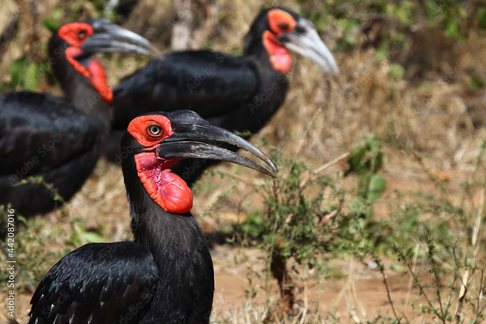 Kaffernhornrabe / Southern ground hornbill / Bucorvus leadbeateri Kaffernhornrabe / Southern ground hornbill / Bucorvus leadbeateri