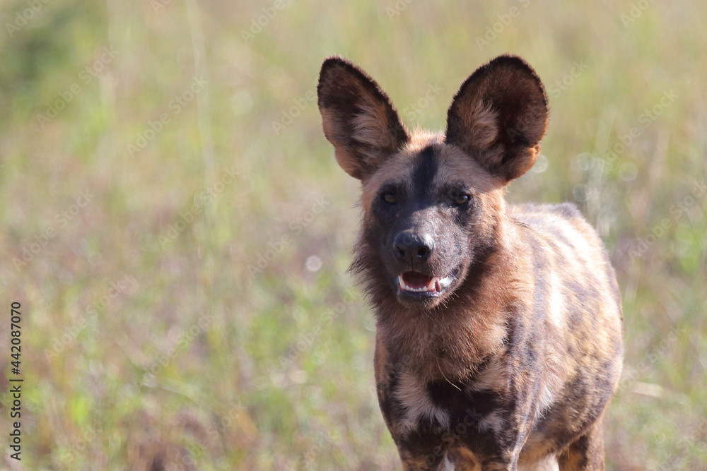 Afrikanischer Wildhund / African wild dog / Lycaon pictus. Afrikanischer Wildhund / African wild dog / Lycaon pictus.