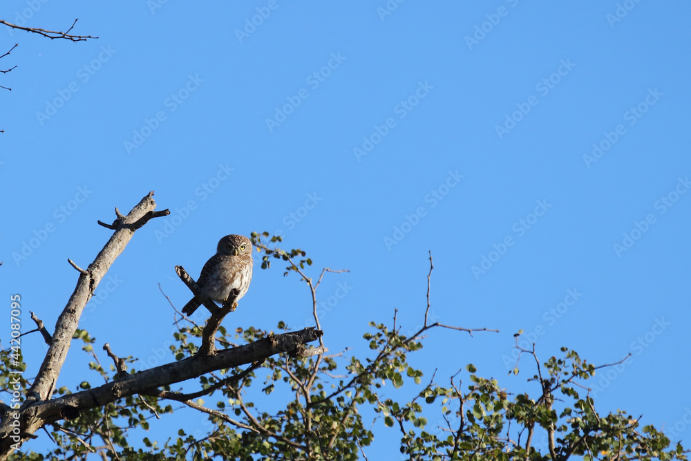 Perl-Sperlingkauz / Pearl-spotted owlet / Glaucidium perlatum Perl-Sperlingkauz / Pearl-spotted owlet / Glaucidium perlatum