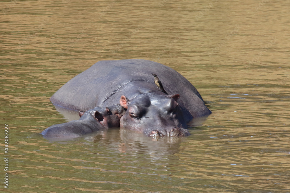 Fototapeta premium Flußpferd und Rotschnabel-Madenhacker / Hippopotamus and Red-billed oxpecker / Hippopotamus amphibius et Buphagus erythrorhynchus..