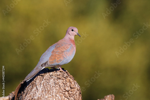Palmtaube oder Senegaltaube / Laughing dove or Little brown dove / Stigmatopelia senegalensis uel Spilopelia senegalensis photo