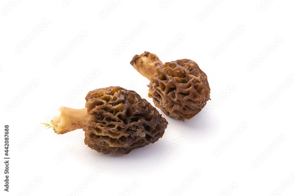 Morilles Morilles