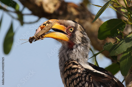 Südlicher Gelbschnabeltoko / Southern yellow-billed hornbill / Tockus leucomelas photo