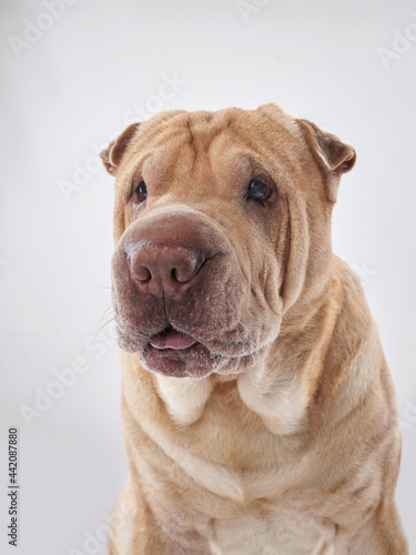 Shar Pei on white background. The dog smiles  funny face