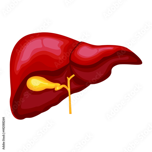 Vector illustration of liver with transparent background