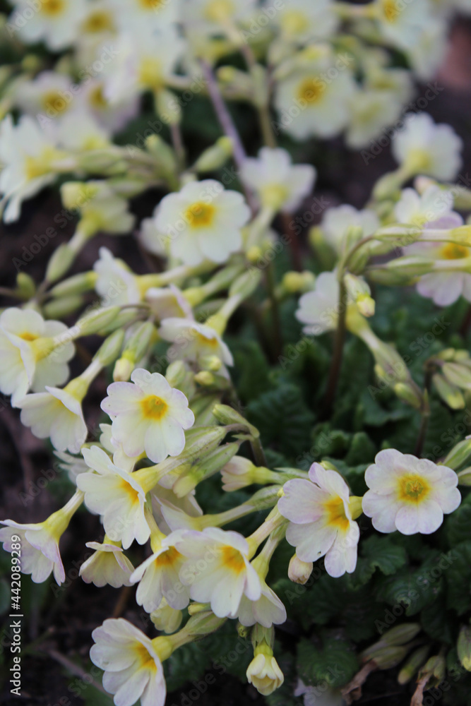 Background of white small flowers in spring or summer Background of white small flowers in spring or summer