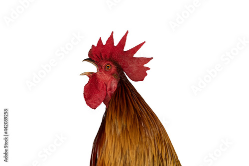 Red Rooster Close Up Picture. Red Rooster bawls. isolated image on white background