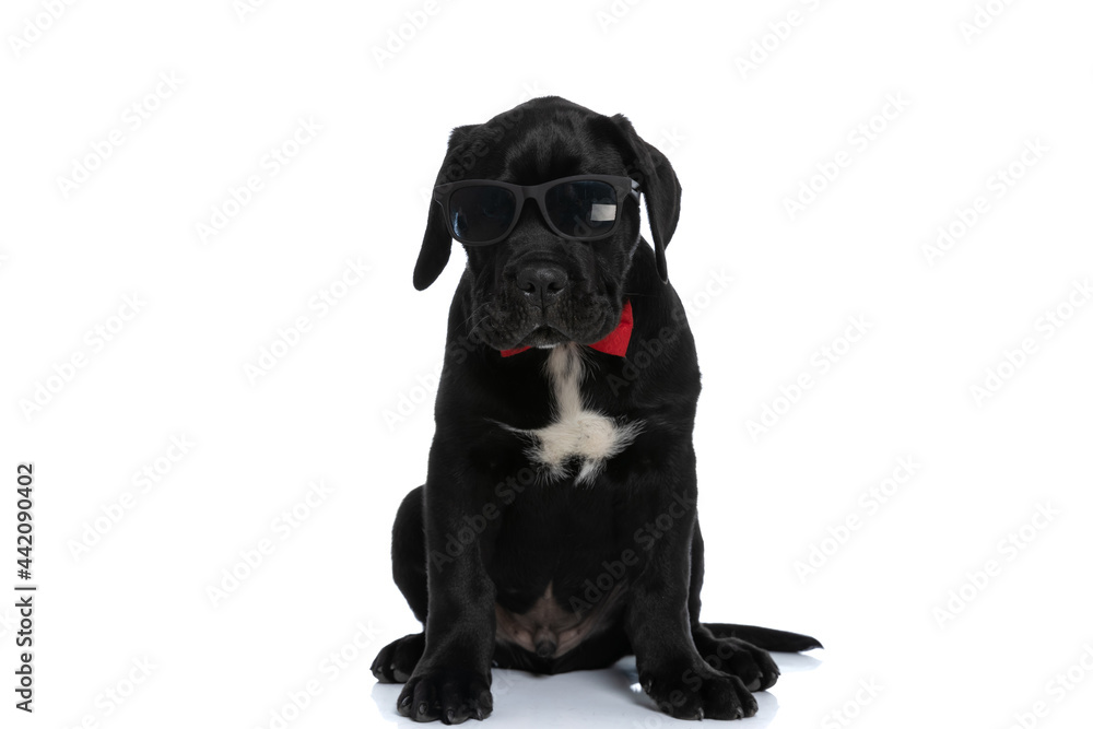 cool seated cane corso dog wearing sunglasses and bowtie cool seated cane corso dog wearing sunglasses and bowtie