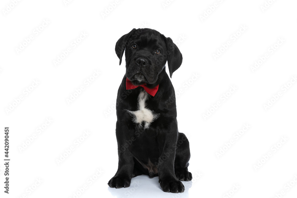 cute seated cane corso dog wearing a red bowtie
