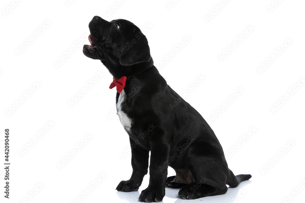 seated cane corso dog licking his mouth seated cane corso dog licking his mouth