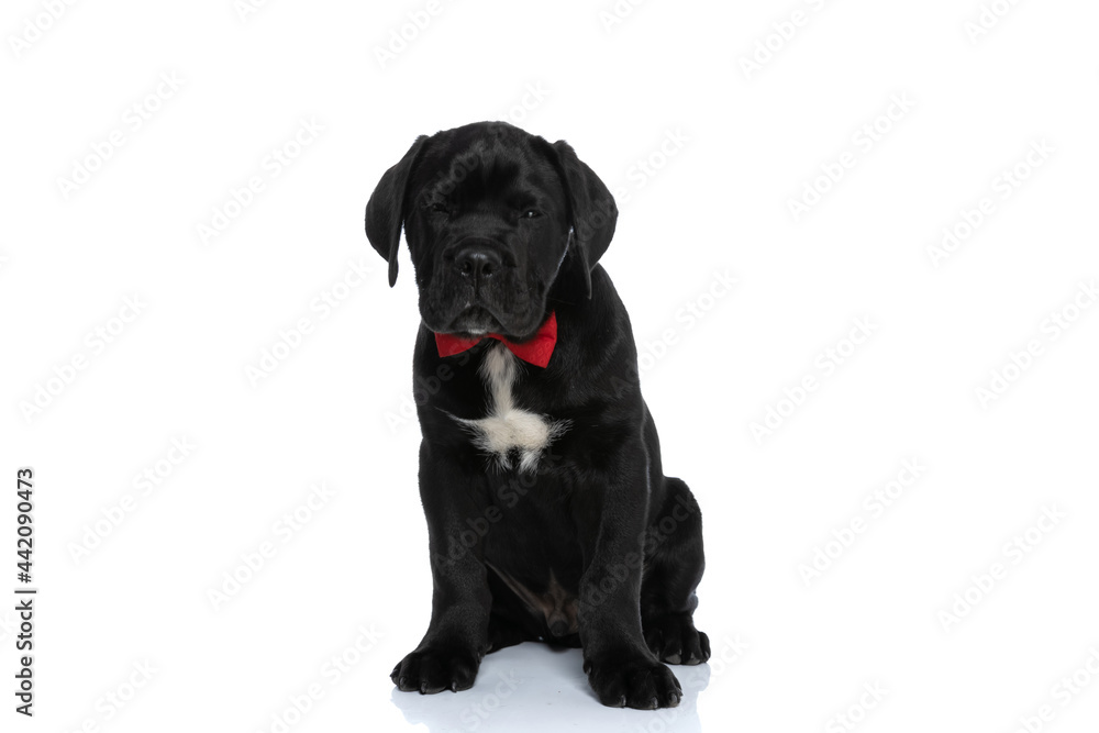 cane corso dog feeling sleepy and wearing a red bowtie cane corso dog feeling sleepy and wearing a red bowtie