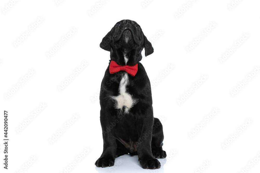 seated cute cane corso dog looking overhead seated cute cane corso dog looking overhead