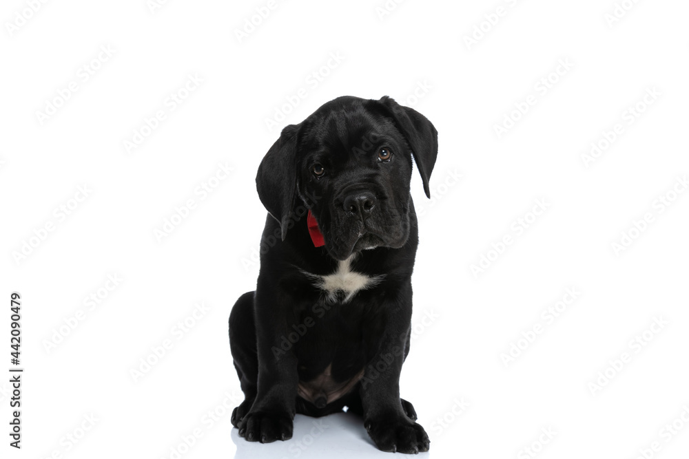 adorable seated cane corso dog making puppy eyes