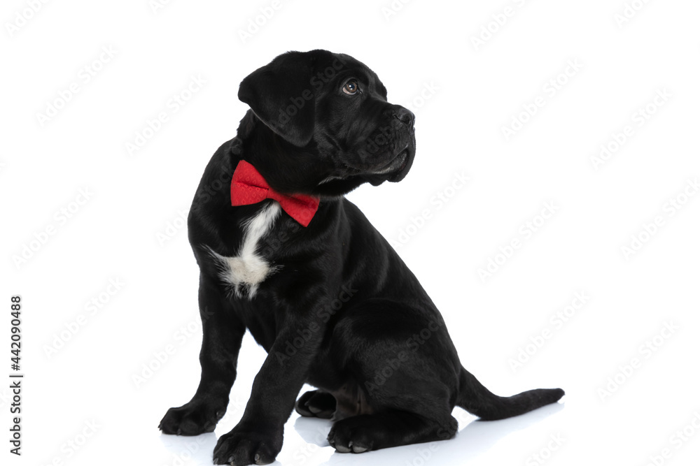 Obraz premium sweet cane corso dog looking over shoulder