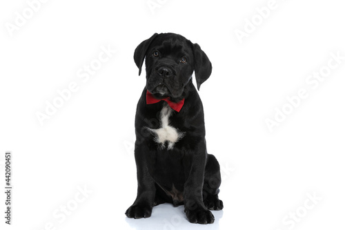 Fototapeta Naklejka Na Ścianę i Meble -  cute seated cane corso dog wearing a red bowtie