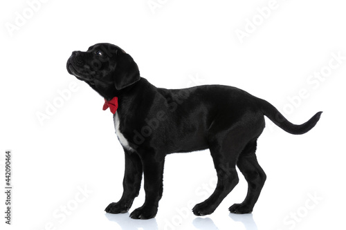 Fototapeta Naklejka Na Ścianę i Meble -  beautiful cane corso dog wearing a red bowtie