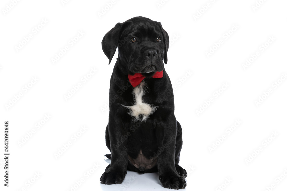 sweet cane corso dog looking away, wearing a red bowtie sweet cane corso dog looking away, wearing a red bowtie