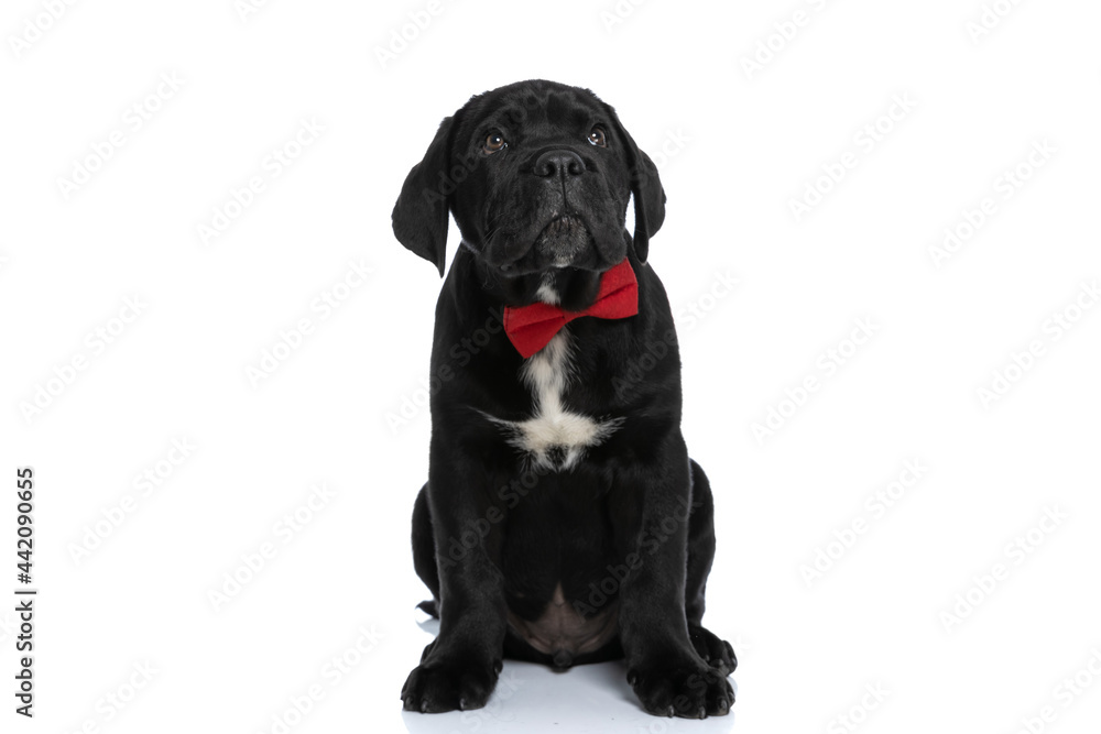 seated cute cane corso dog looking up seated cute cane corso dog looking up